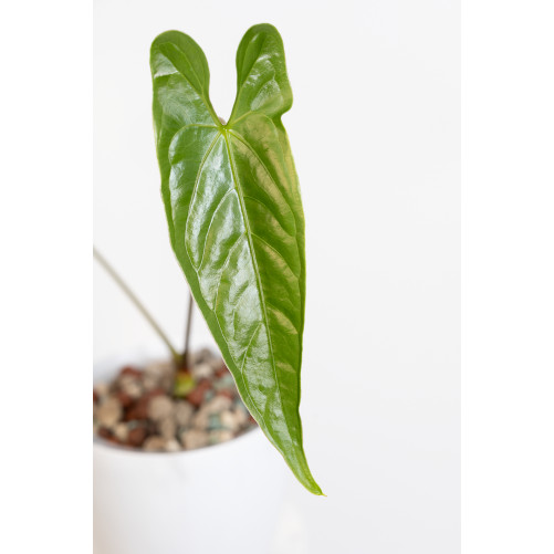 Anthurium nigrolaminum
