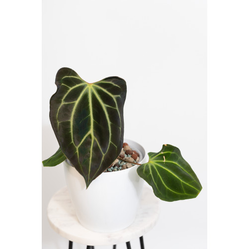 Anthurium besseae aff