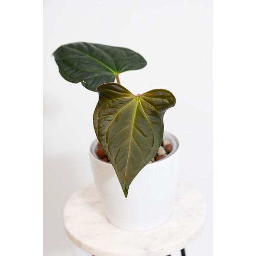 Anthurium regale x...