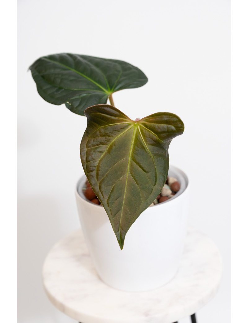 Anthurium regale x luxurians (Black Diamond IC)