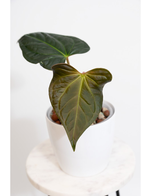 Anthurium regale x luxurians (Black Diamond IC)
