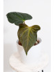 Anthurium regale x luxurians (Black Diamond IC)