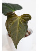 Anthurium regale x luxurians (Black Diamond IC)