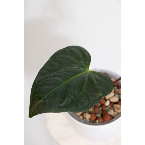 Anthurium regale x luxurians (Black Diamond IC)
