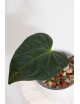 Anthurium regale x luxurians (Black Diamond IC)
