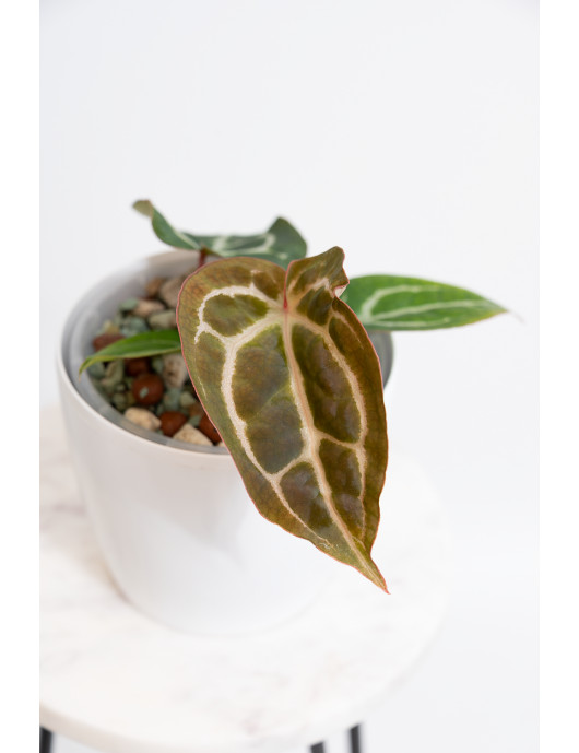 Anthurium Michelle x...