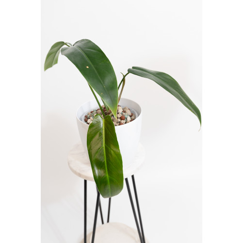 Philodendron Ivan Spirit