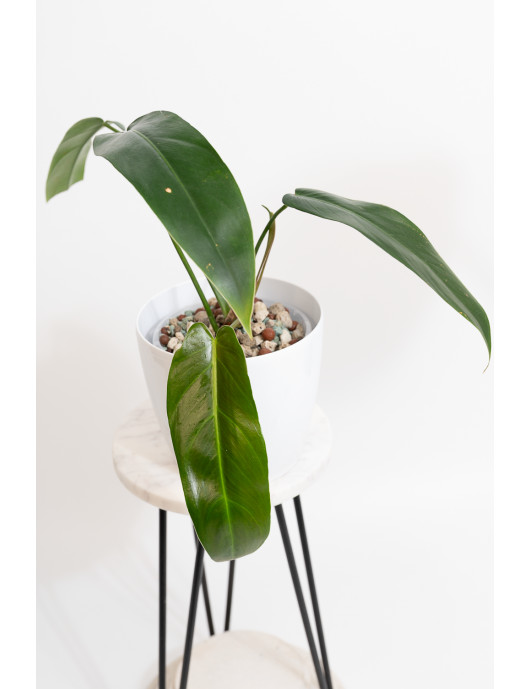 Philodendron Ivan Spirit