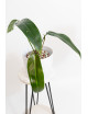 Philodendron Ivan Spirit