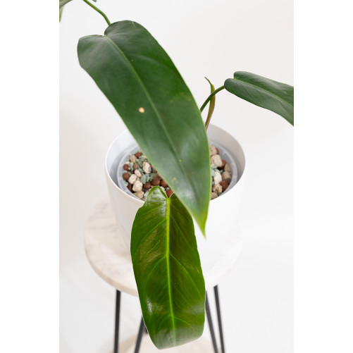 Philodendron Ivan Spirit
