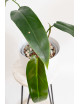 Philodendron Ivan Spirit