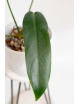 Philodendron Ivan Spirit
