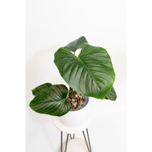 Philodendron Rubrocinctum...