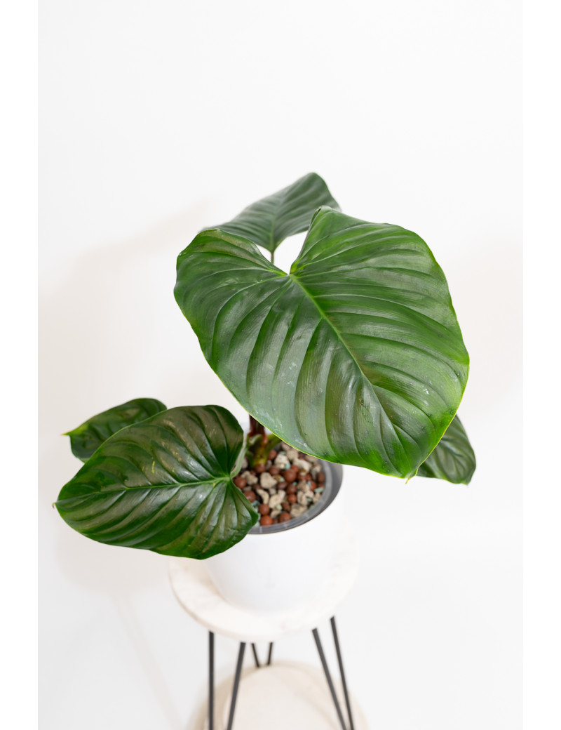 Philodendron Rubrocinctum Platinum