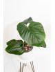 Philodendron Rubrocinctum Platinum