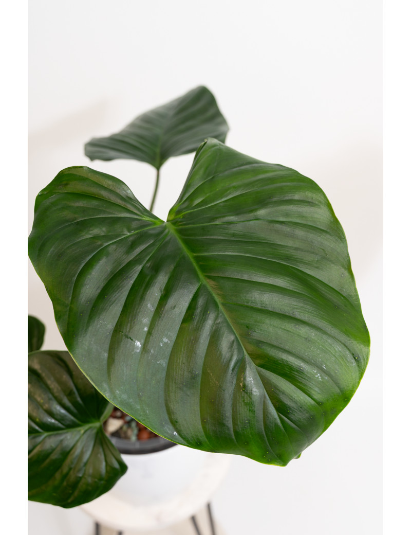 Philodendron Rubrocinctum Platinum
