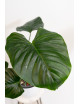Philodendron Rubrocinctum Platinum