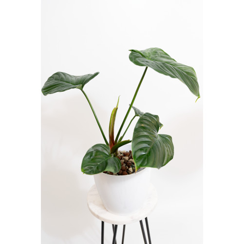 Philodendron Rubrocinctum Platinum