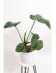 Philodendron Rubrocinctum Platinum
