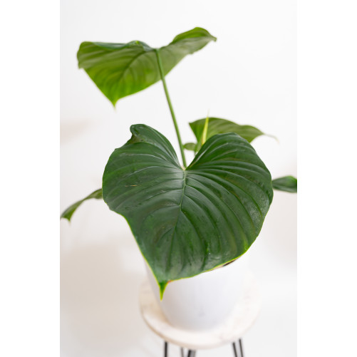 Philodendron Rubrocinctum Platinum
