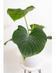 Philodendron Rubrocinctum Platinum