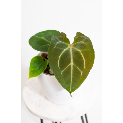 Anthurium crystal hybrid x...