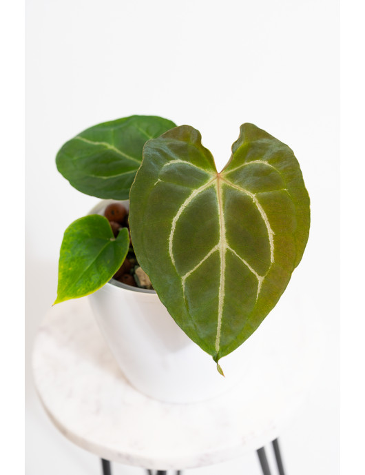 Anthurium crystal hybrid x (magnificum DF x forgetii)