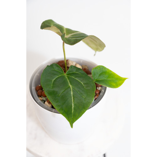 Anthurium crystal hybrid x (magnificum DF x forgetii)