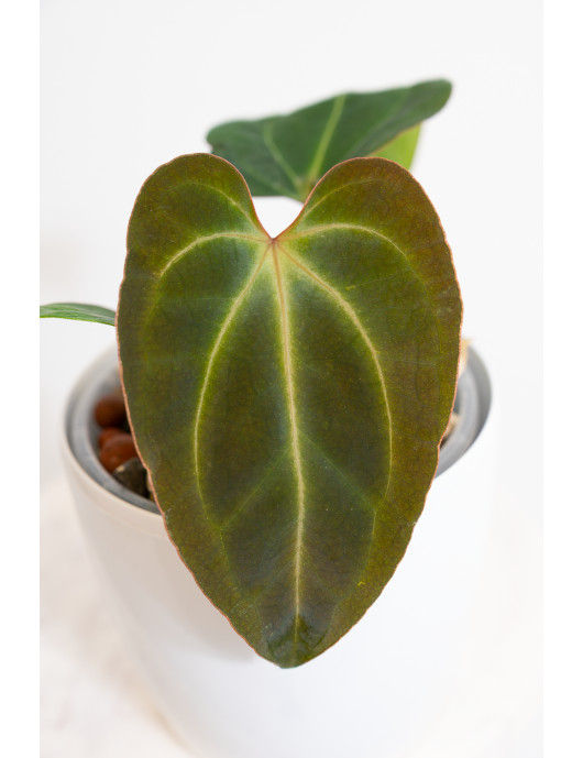 Anthurium (papillilaminum x...