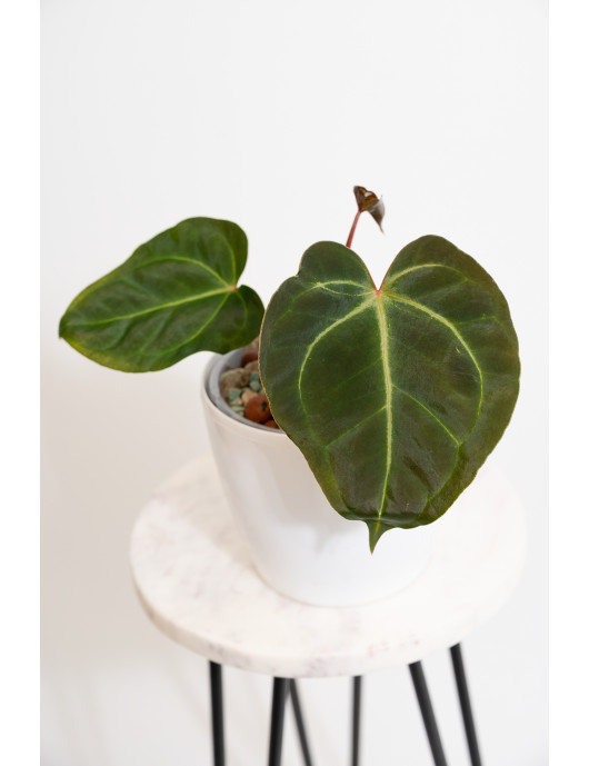 Anthurium magnificum x...