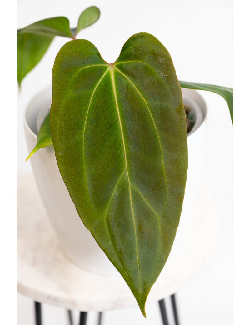 Anthurium indo portilae x KOSx x besseae aff