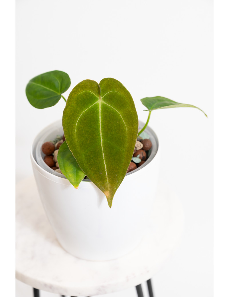 Anthurium forgetii DF1 x (crystallinum x AOS)