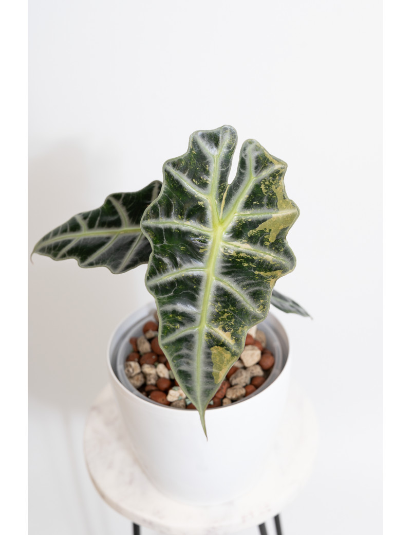 Alokazja polly variegata