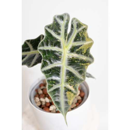 Alokazja polly variegata