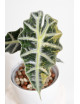 Alokazja polly variegata