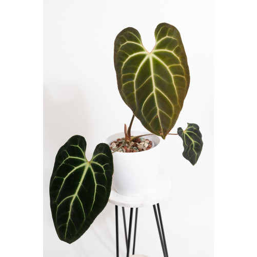 Anthurium besseae aff