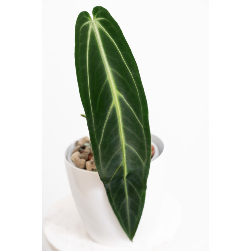 Anthurium warocqueanum