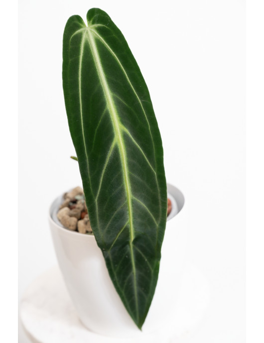 Anthurium warocqueanum