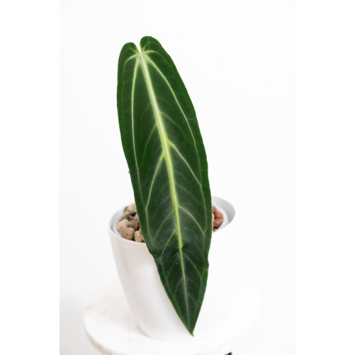 Anthurium warocqueanum