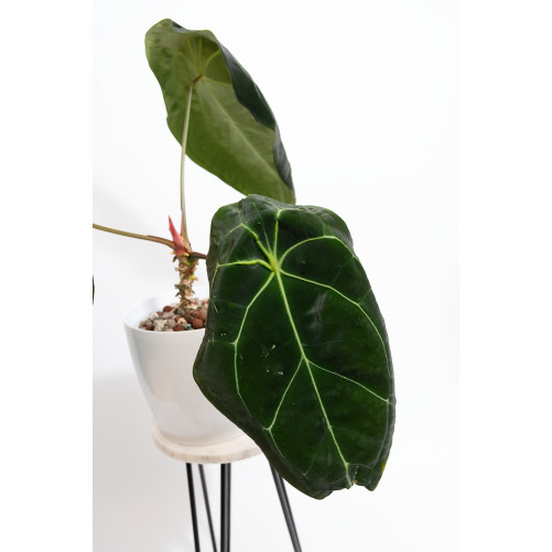Anthurium forgetii