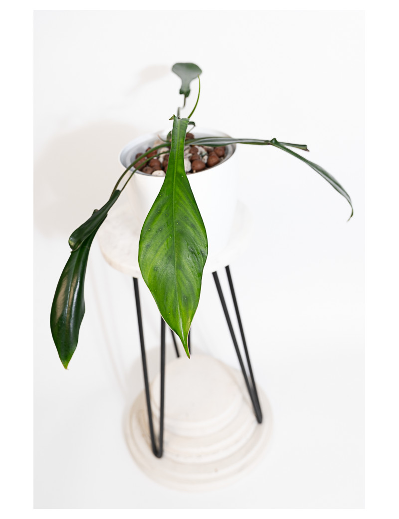 Philodendron joepii