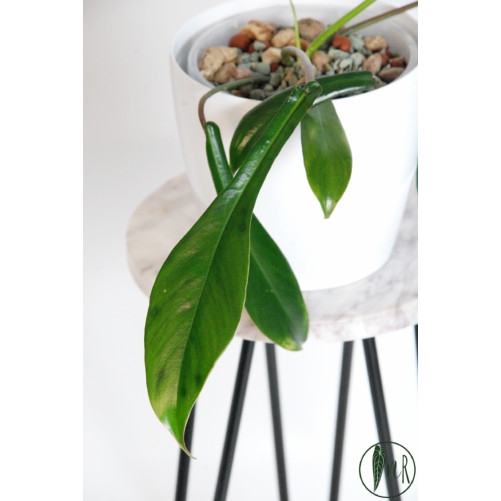Philodendron joepii