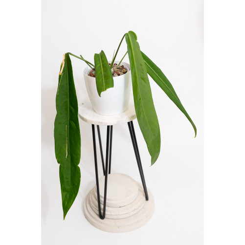 Anthurium pallidiflorum -