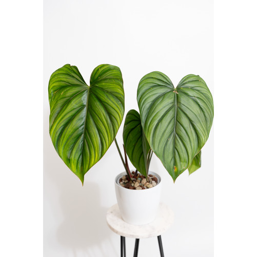 Philodendron sp. Colombia