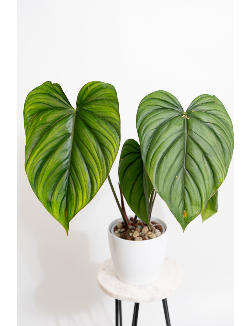 Philodendron sp. Colombia