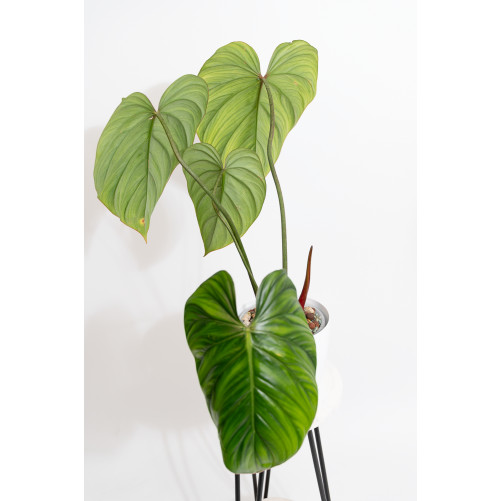 Philodendron sp. Colombia