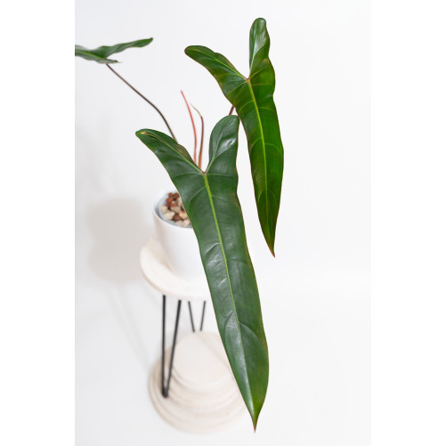 Philodendron pinnatilobum...