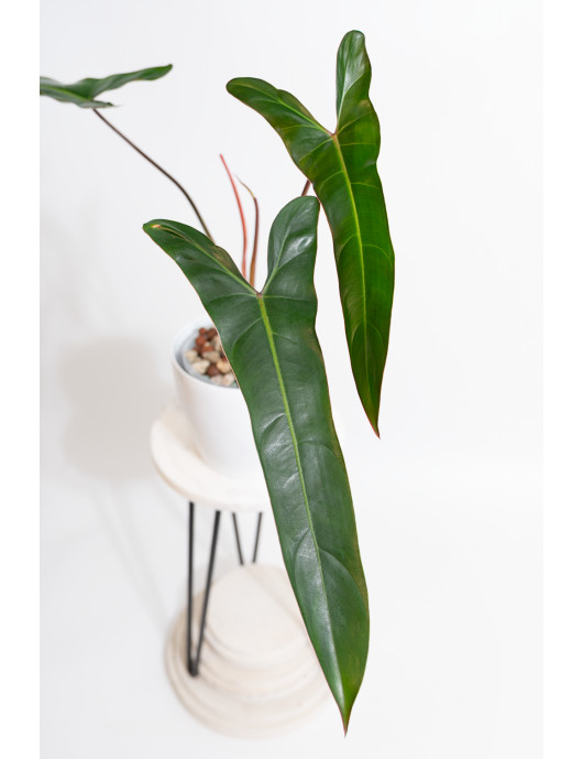 Philodendron pinnatilobum aff x spiritus - sancti (Pangui sunset)