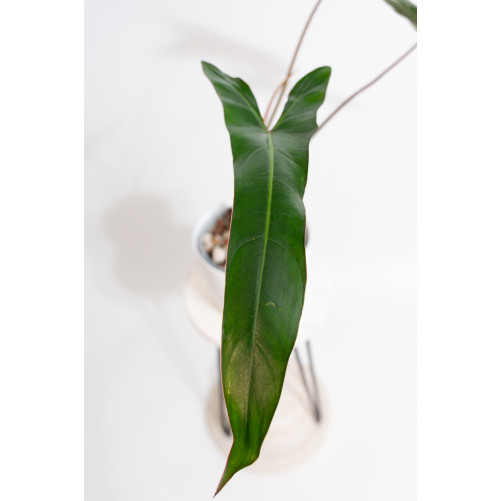 Philodendron pinnatilobum aff x spiritus - sancti (Pangui sunset)