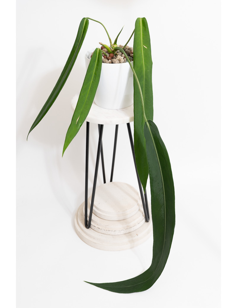 Anthurium pallidiflorum -